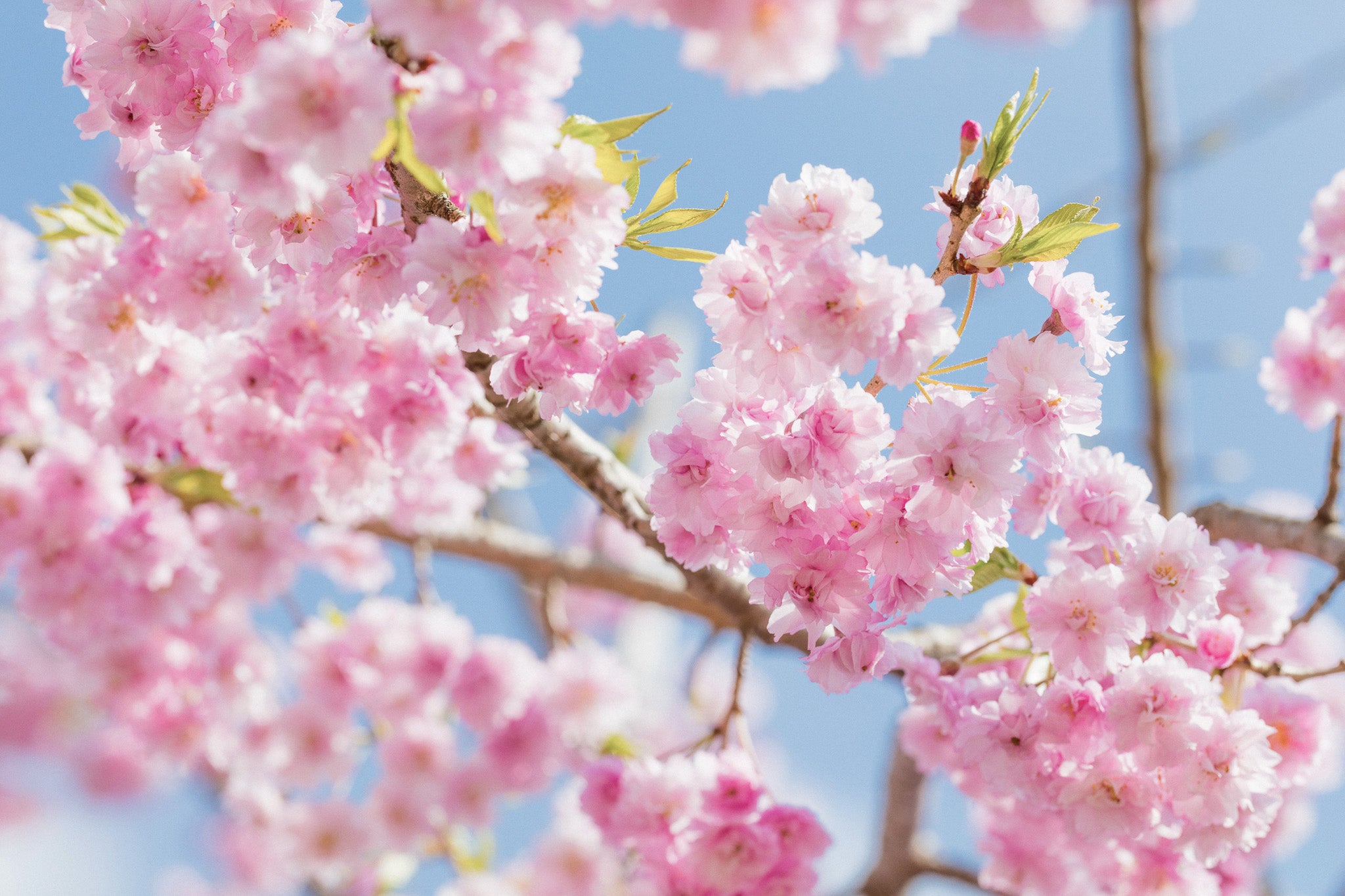 花 | Hana Collection